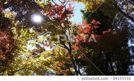 Autumn leaves Autumn leaves 84335538