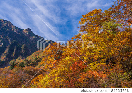 (Gunma Prefecture) Tanigawadake Ichinokurazawa's autumn leaves (Gunma Prefecture) Tanigawadake Ichinokurazawa's autumn leaves 84335798