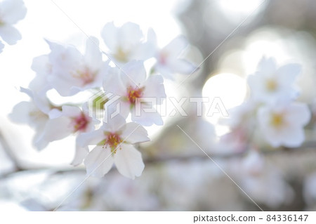 Cherry Blossoms 84336147