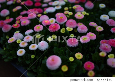 花 花 84336150