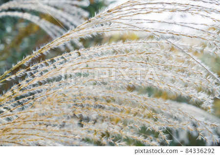 Close-up of Japanese pampas grass in late autumn 84336292