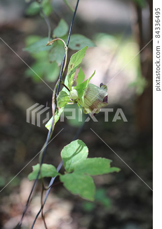 Tulninjin花 Tulninjin花 84336495