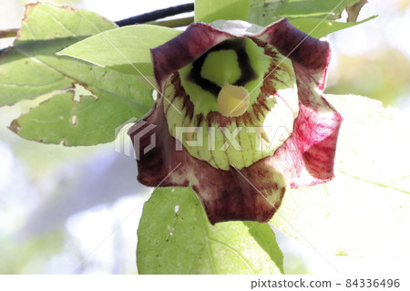 Tulninjin flowers Tulninjin flowers 84336496