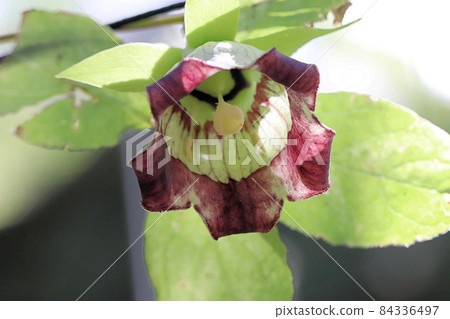 Tulninjin flowers 84336497