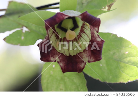 Tulninjin花 Tulninjin花 84336500