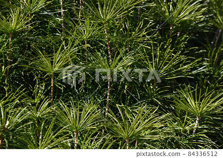 日本金松藻 日本金松藻 84336512