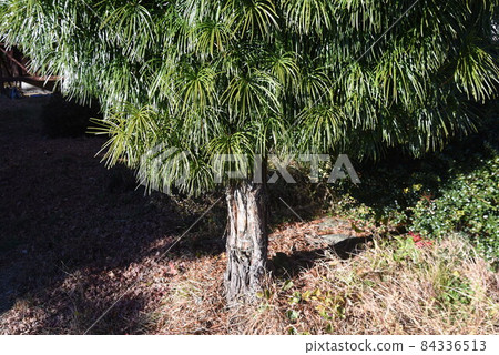 Koyumaki Koyumaki 84336513