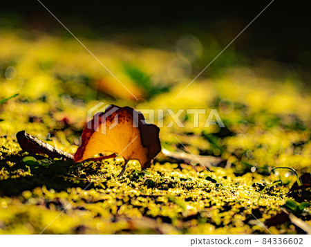 Deciduous leaves of ginkgo with bright yellow leaves 84336602