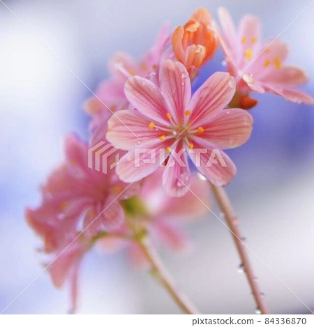 [Soft background] Lewisia * Square composition 84336870