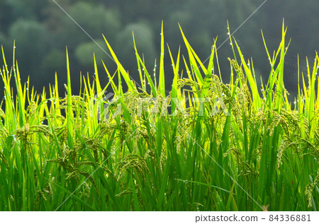 Rice field 84336881