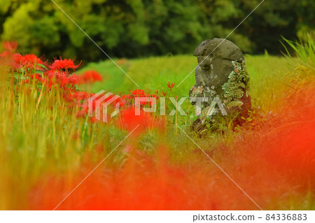 Rice field god and cluster amaryllis 84336883