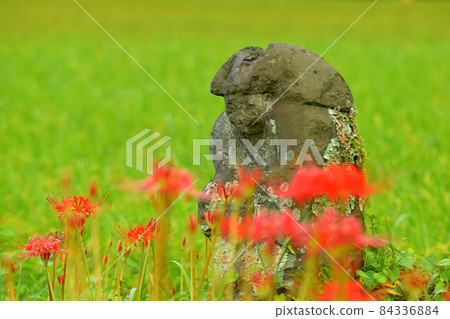 Rice field god and cluster amaryllis 84336884