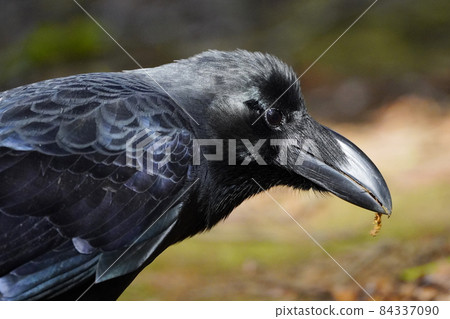 Jungle crow close-up 84337090