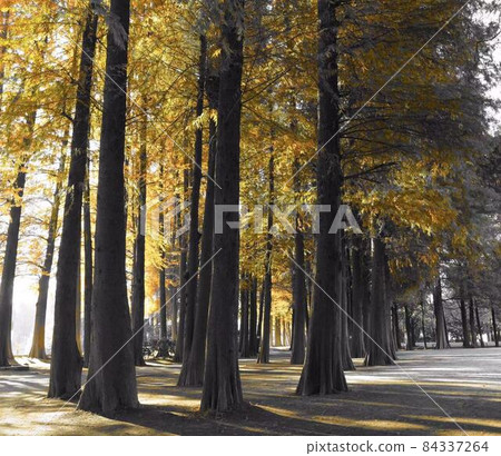 [Part color] Autumn park * Horizontal rectangular composition 84337264