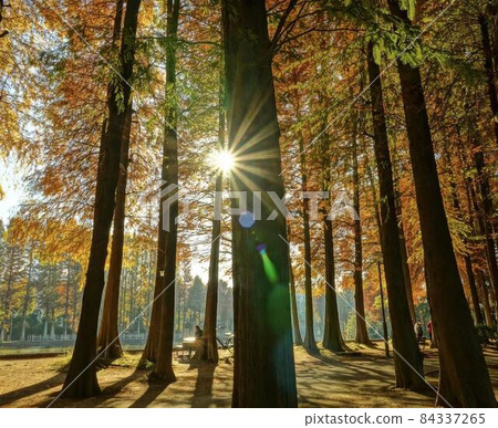 Autumn park * Horizontal rectangular composition Autumn park * Horizontal rectangular composition 84337265