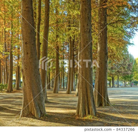 Autumn park * Horizontal rectangular composition Autumn park * Horizontal rectangular composition 84337266