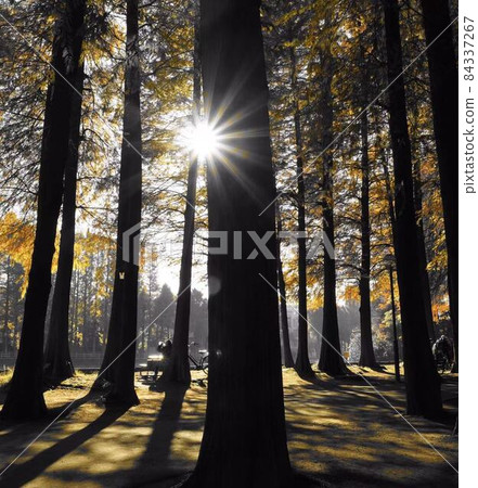 [Part color] Autumn park * Vertical rectangular composition 84337267