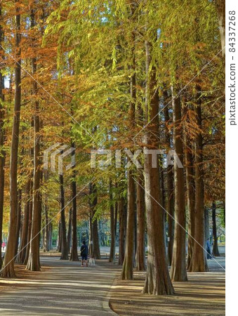 秋季公園 * 垂直矩形構圖 秋季公園 * 垂直矩形構圖 84337268