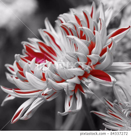 Chrysanthemum part color * Square composition 84337272