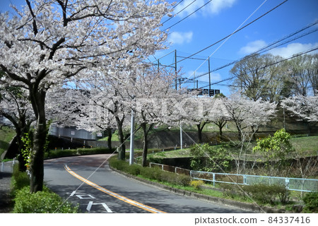 A famous place for cherry blossoms in the suburbs of Tama A famous place for cherry blossoms in the suburbs of Tama 84337416