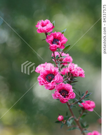 Red-purple Manuka 84337575