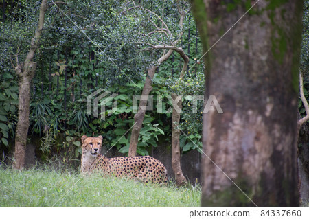 Cheetah Cheetah 84337660