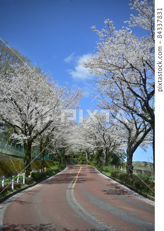 Clear blue sky and cherry blossoms in full bloom on the ridge trunk line 84337831