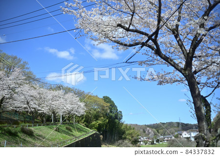 Clear blue sky and cherry blossoms in full bloom on the ridge trunk line 84337832