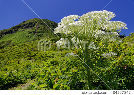 Wild celery flowers and the summit of Mt. Naeba in summer 84337842