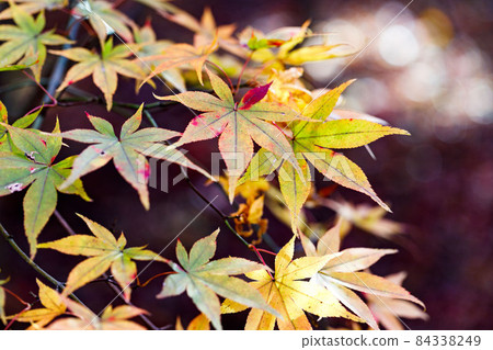 埼玉縣川口市小林紅葉園 秋葉狩獵 埼玉縣川口市小林紅葉園 秋葉狩獵 84338249