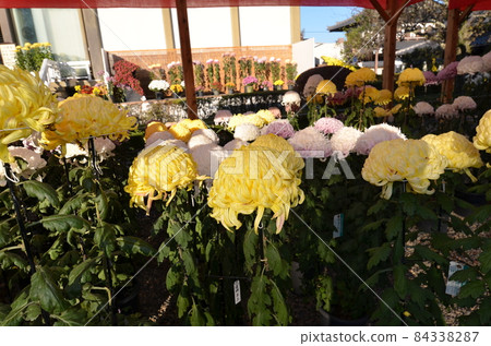 ≪茨城縣≫ 菊花盛開 ≪茨城縣≫ 菊花盛開 84338287