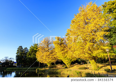神奈川縣橫濱市金澤區正明寺之秋,與鎌倉幕府有關的北條菩提寺 神奈川縣橫濱市金澤區正明寺之秋,與鎌倉幕府有關的北條菩提寺 84338374