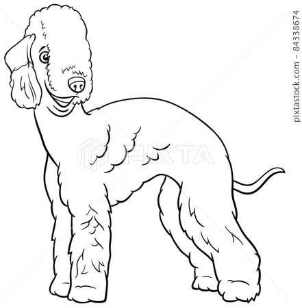 cartoon Bedlington Terrier purebred dog coloring book page 84338674