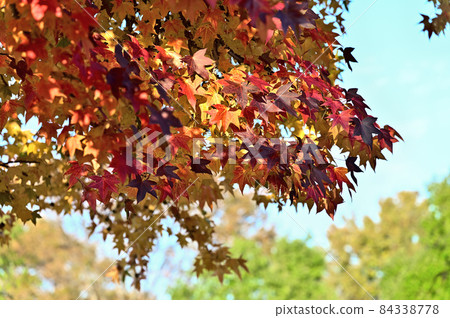 Fuu 樹 1 的秋葉 84338778