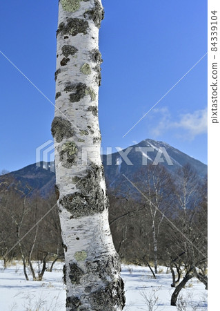 Mt. Nantai and birch trees in Senjogahara in winter 84339104