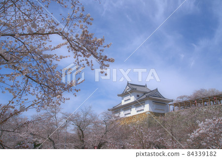 【日本百城】津山城吉野櫻花盛開，備中砲台春空8岡山縣津山市 84339182