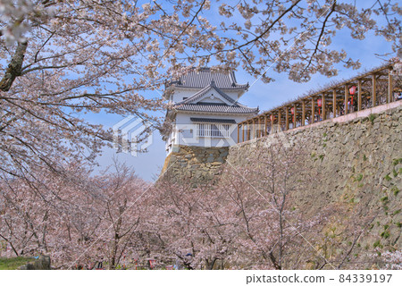 【日本百城】岡山縣津山市津山城吉野櫻花盛開、備中砲台和石垣 【日本百城】岡山縣津山市津山城吉野櫻花盛開、備中砲台和石垣 84339197