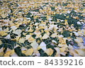Carpet of fallen leaves 84339216