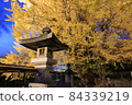 Lantern and ginkgo autumn scenery 84339219
