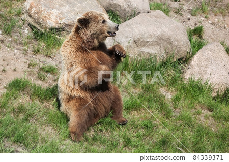 Brown bear in the nature 84339371