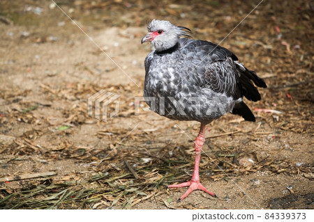 Southern screamer or also called crested screamer Southern screamer or also called crested screamer 84339373