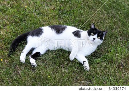 Cat lying in the grass 84339374