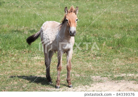 Przewalski's horse in a field 84339376