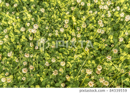 Meadow flowers on summer field. Landscape background Meadow flowers on summer field. Landscape background 84339559