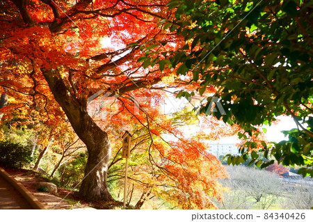 燃燒著鮮紅色的楓東子 84340426