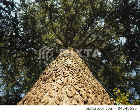 Powerful pine tree seen from directly below 84340650