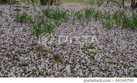 Spring flowers Spring flowers 84340793