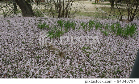 Spring flowers 84340794