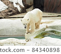 Polar bear at the zoo Polar bear at the zoo 84340898