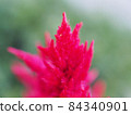 Celosia in the flowerbed Celosia in the flowerbed 84340901